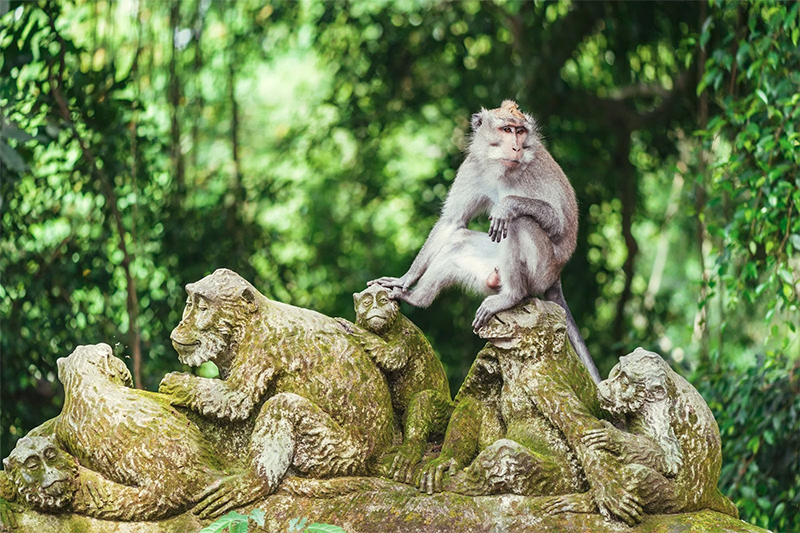 Monkey Forest ubud